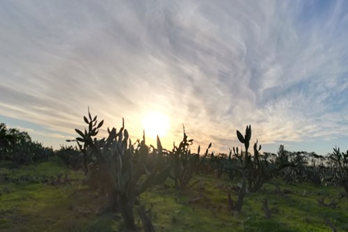 Famr and Vineyard (4)