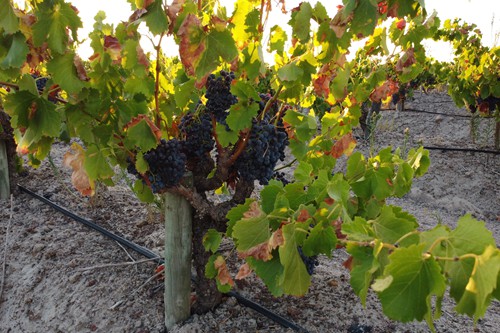 Famr and Vineyard (6)