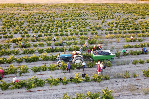 Famr and Vineyard (8)